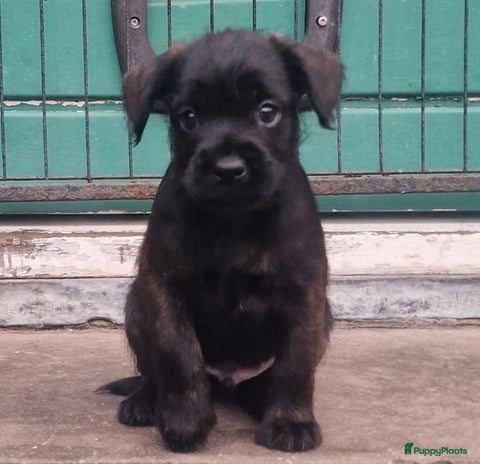 Kruising honden Prachtige dwerg poedel kruising pups - Advertentie 2