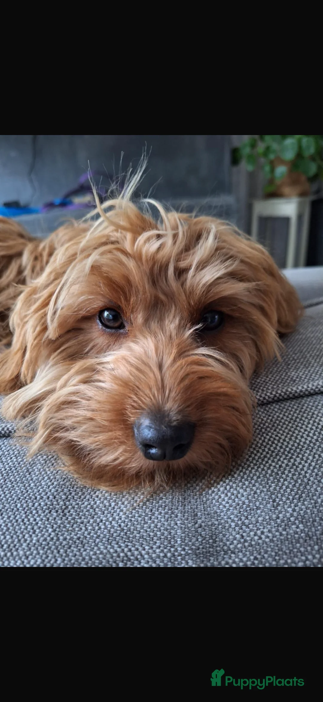 Goldendoodle honden te koop: Prachtige goldendoodle mini s  - Advertentie 18