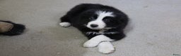 Border Collie honden te koop: Super Schattige border collie pups te koop - Advertentie 1