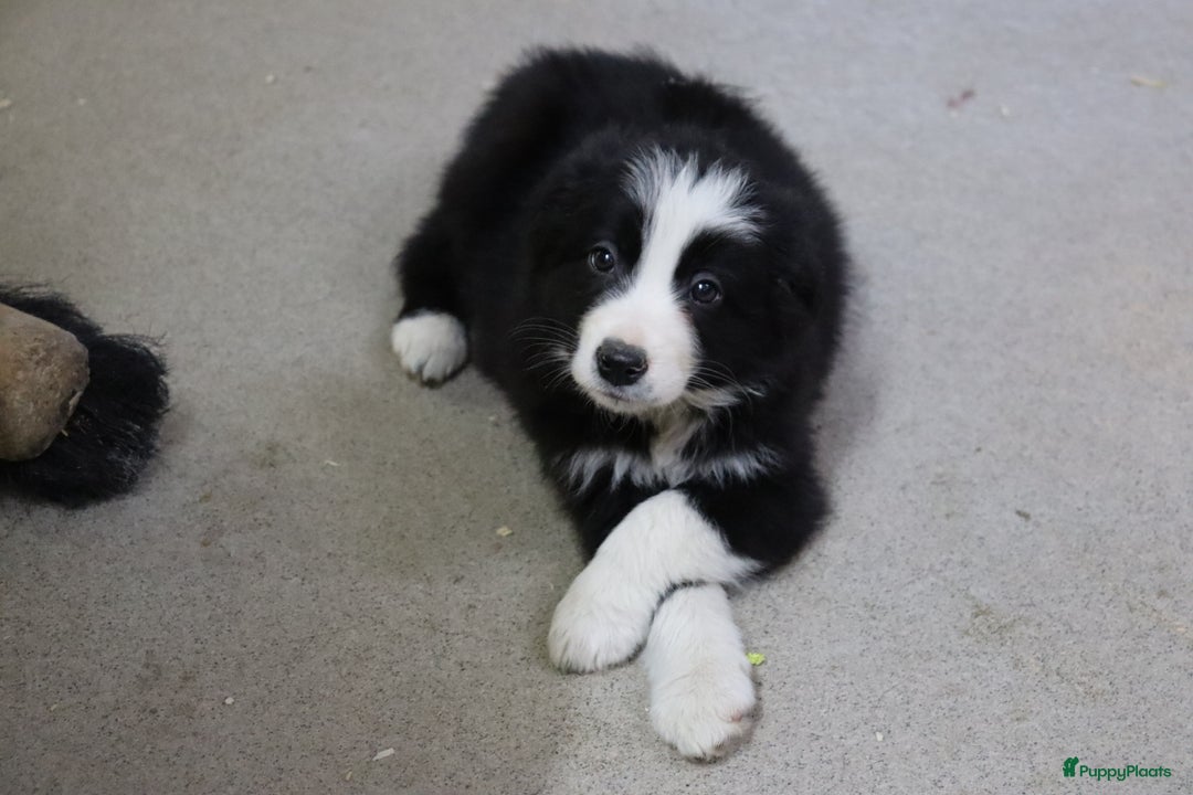 Border Collie honden te koop: Super Schattige border collie pups te koop - Advertentie 1