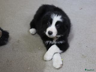 Border Collie honden Super Schattige border collie pups te koop - Advertentie 2
