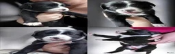 Kruising honden te koop: Nog 4 lieve unieke Mix puppy's. - Advertentie 14