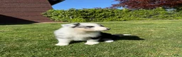 Kruising honden te koop: Australian Shepherd x Border Collie pups - Advertentie 12