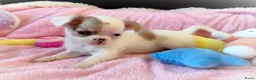 Chihuahua honden te koop: Nog 3 unieke en super schattige chihuahua puppys! - Advertentie 1
