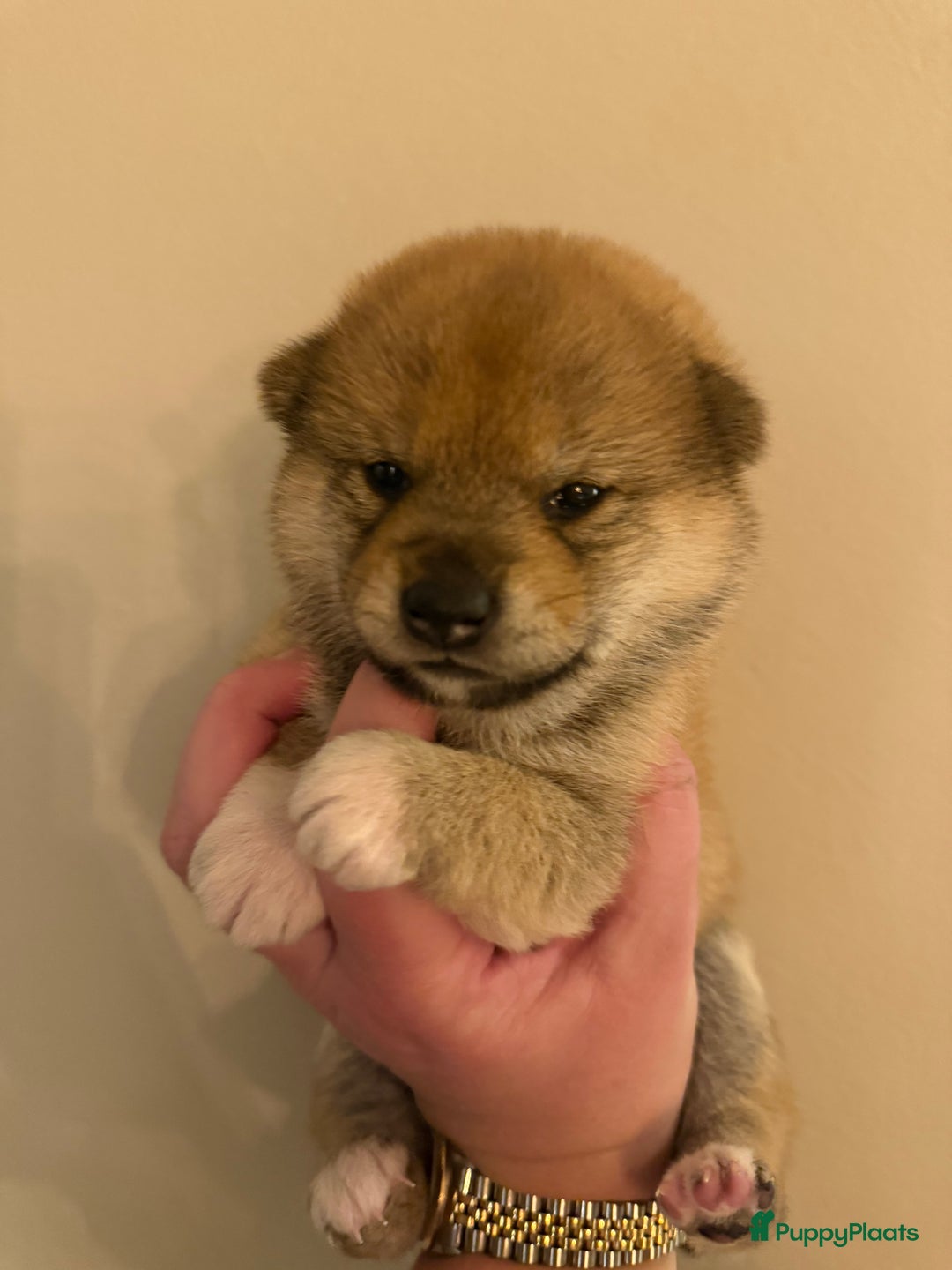 Shiba honden te koop: Shiba pups geboren uit geteste ouders - Advertentie 6