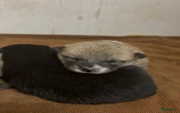 Shiba honden te koop: Shiba inu in Genk - Afbeelding 22