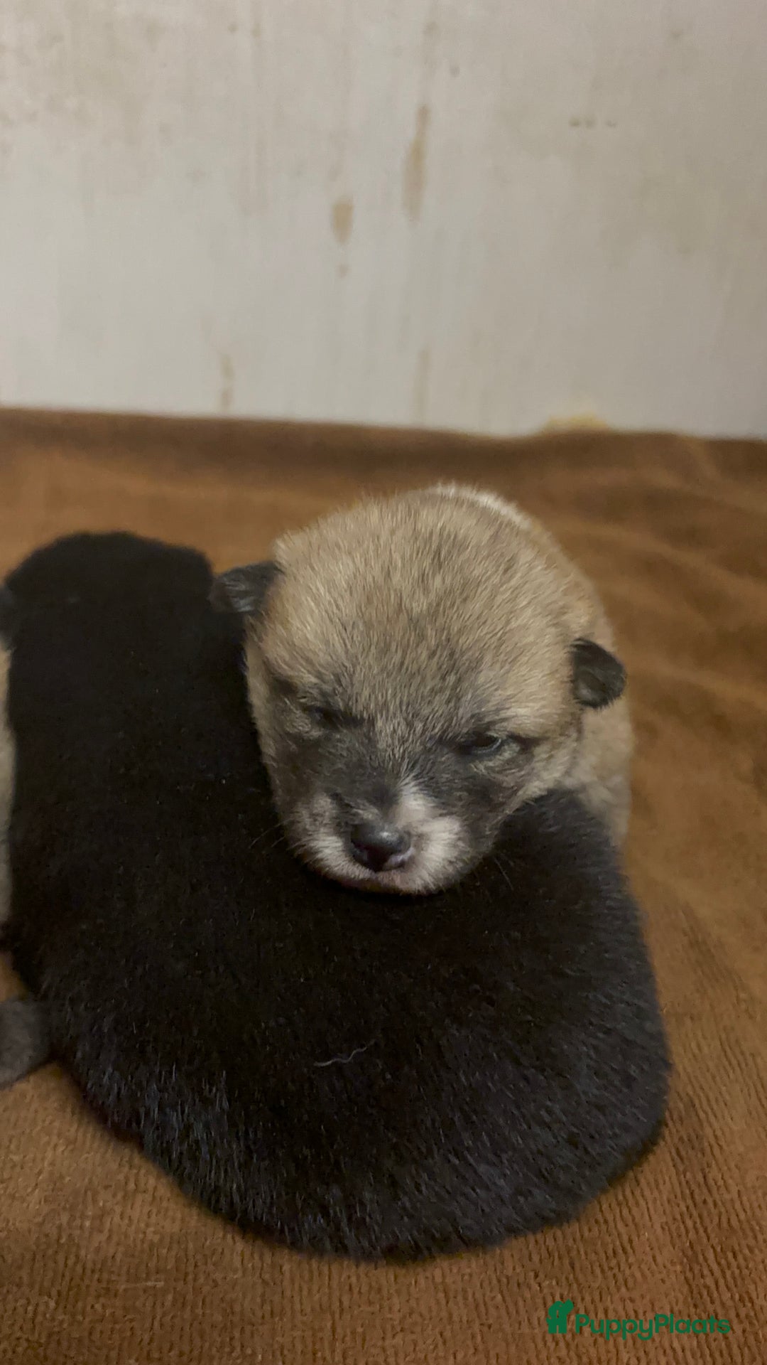 Shiba honden te koop: Shiba inu in Genk - Afbeelding 22