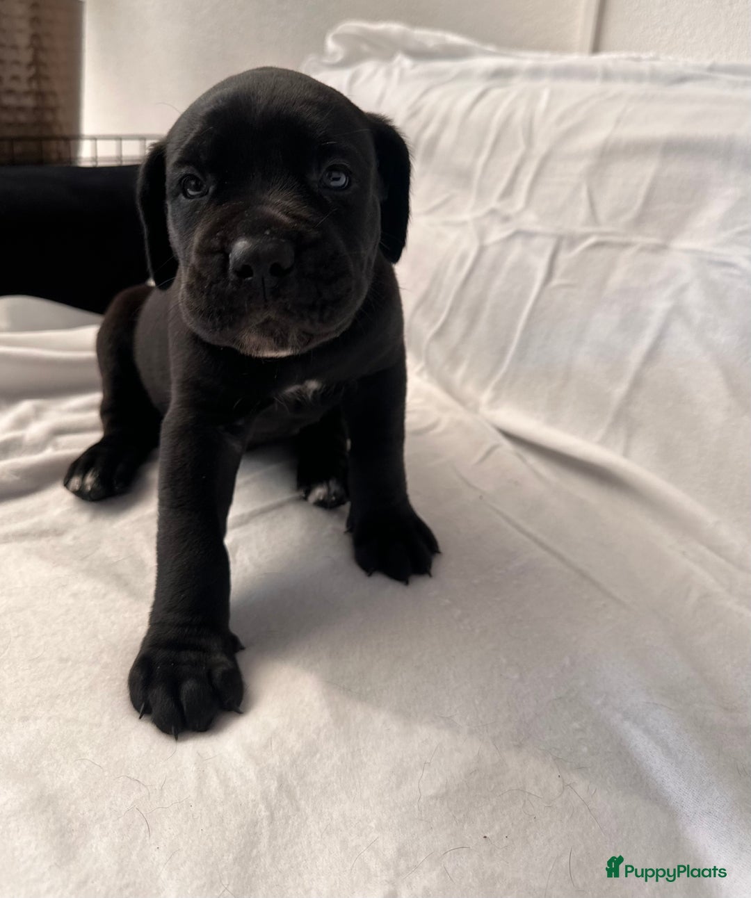 Cane Corso honden te koop: Cane corso 7 puppy’s - Afbeelding 4