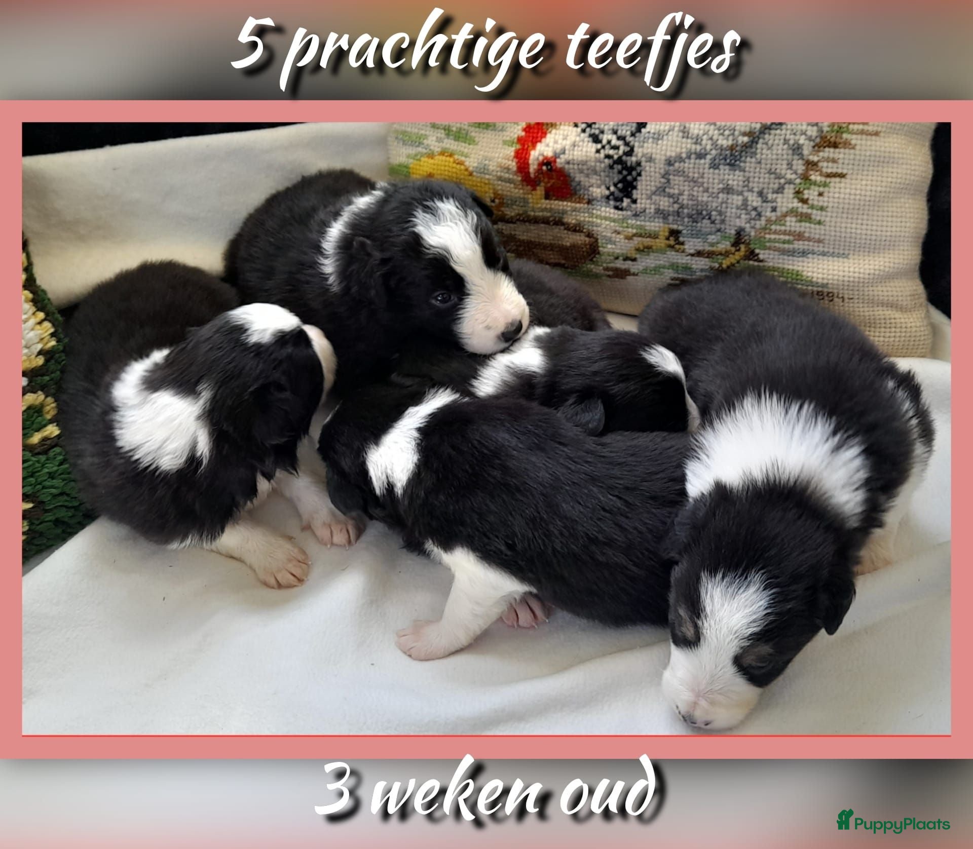 Border Collie honden Prachtige, raszuivere Border Collie puppy's - Advertentie 9