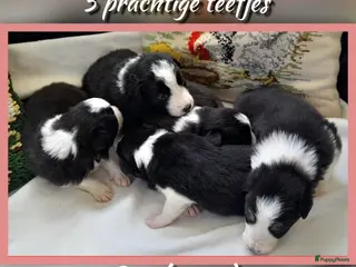 Border Collie honden Prachtige, raszuivere Border Collie puppy's - Advertentie 9