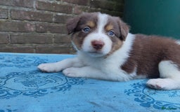 Australian Shepherd honden te koop: Australian Shepherd x Bordercollie pups in Linde - Afbeelding 15