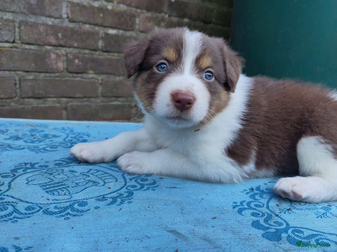 Australian Shepherd honden te koop: Australian Shepherd x Bordercollie pups in Linde - Afbeelding 15