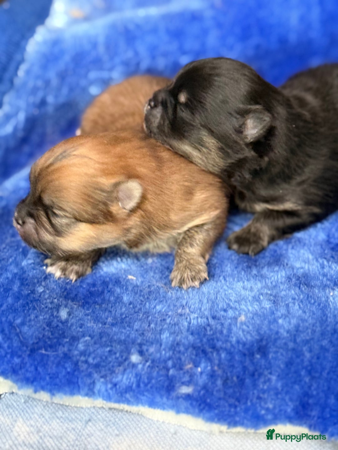Pomeriaan honden te koop: Raszuivere Pomeranian / pomeriaan pups 🐾 - Advertentie 6