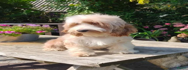 Dolly
