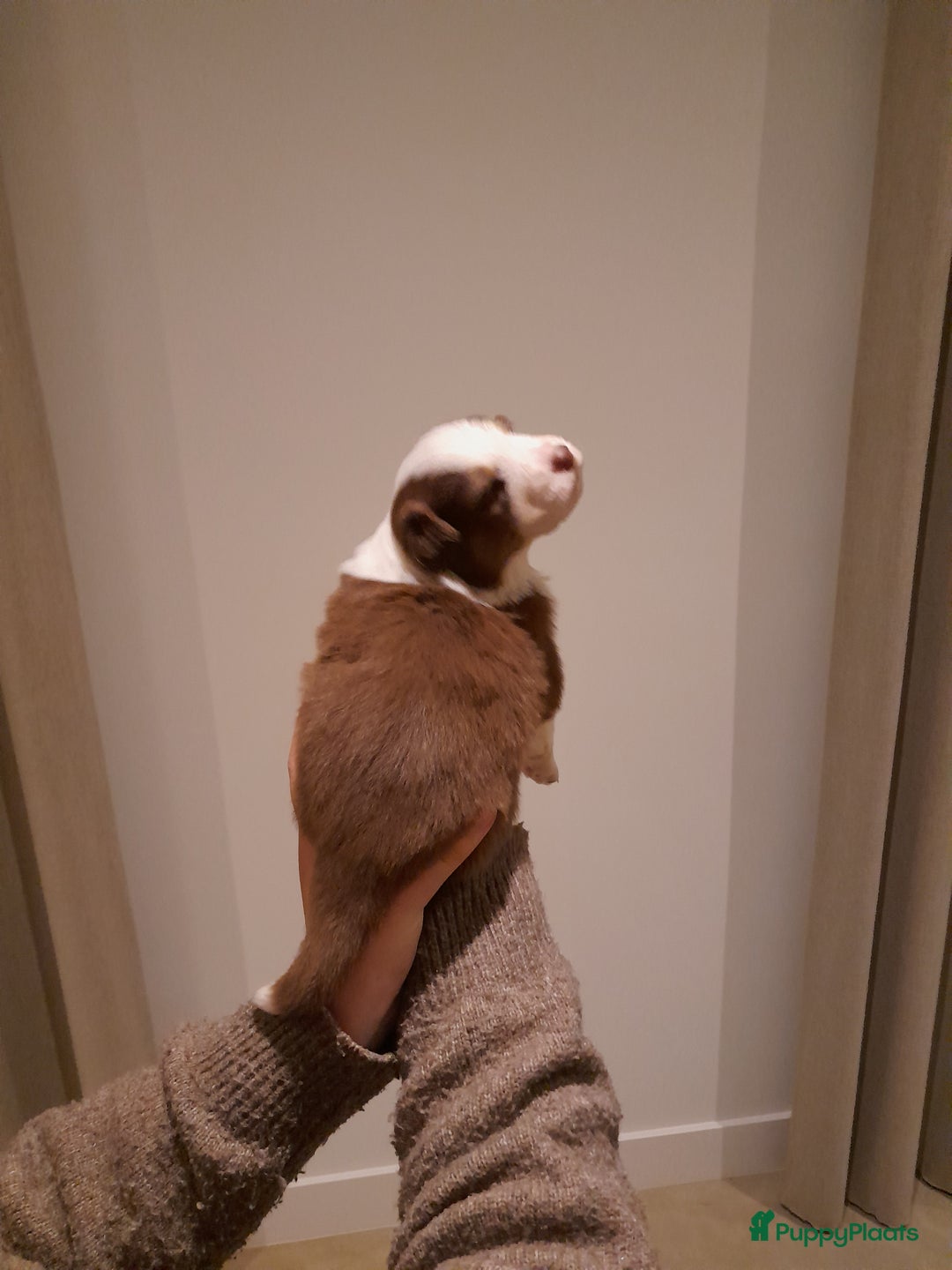 Australian Shepherd honden te koop: Lieve raszuivere australian shepherd pups  - Advertentie 23