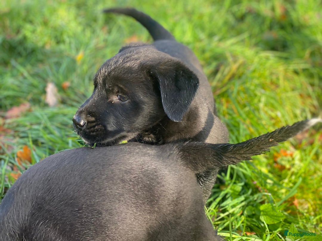 Kruising honden te koop: Kruising boxer retriever pup teefje - Advertentie 3