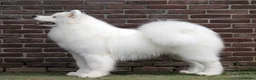 Samojeed honden te koop: Pupjes verwacht begin juli. - Advertentie 5