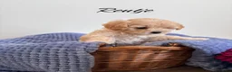Maltipoo honden te koop: Schattige Maltipoo pups F1 (1x reutje & 1x teefje) - Advertentie 6