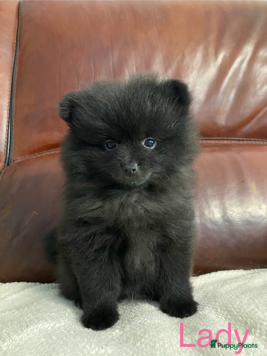 Pomeriaan honden te koop:  2 Prachtige pomeriaan/dwergkees pups. in Enkhuizen - Afbeelding 21