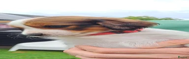 Kooikerhondje 3