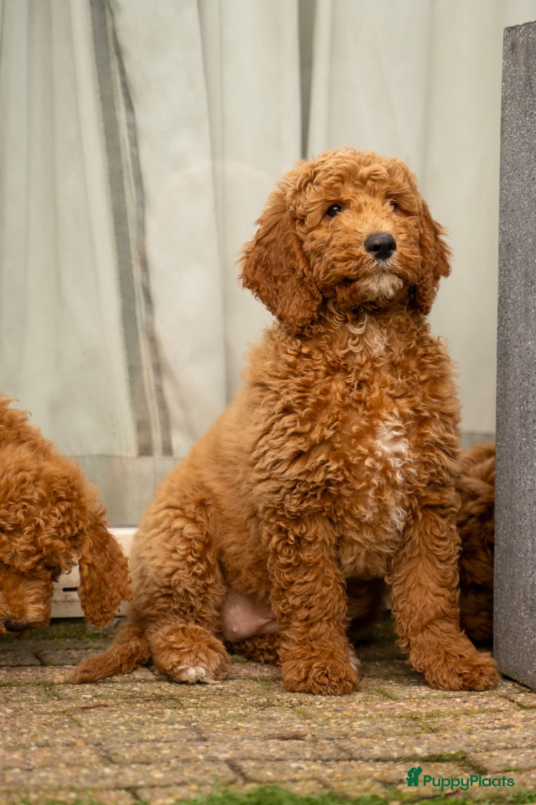 Kruising honden Goldendoodle Medium Pups Geboren - Advertentie 1