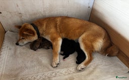Shiba honden te koop: Shiba inu in Genk - Afbeelding 32