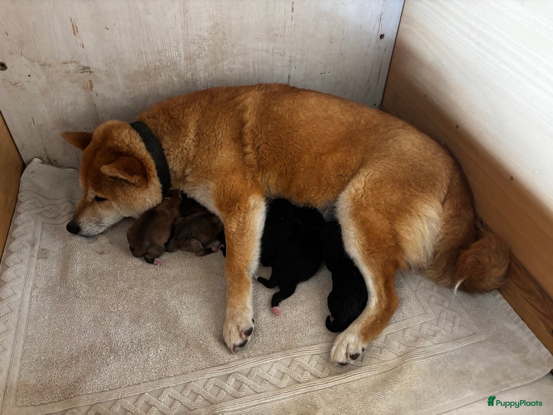 Shiba honden te koop: Shiba inu in Genk - Afbeelding 32