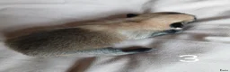Pomchi honden te koop: Te koop - prachtige pomeriaan pups - Advertentie 9