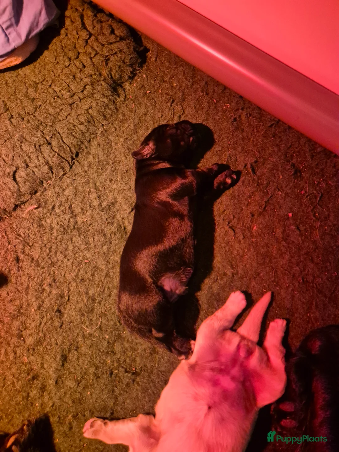 Golden Retriever honden te koop: Lieve golden Retriever puppies - Advertentie 11