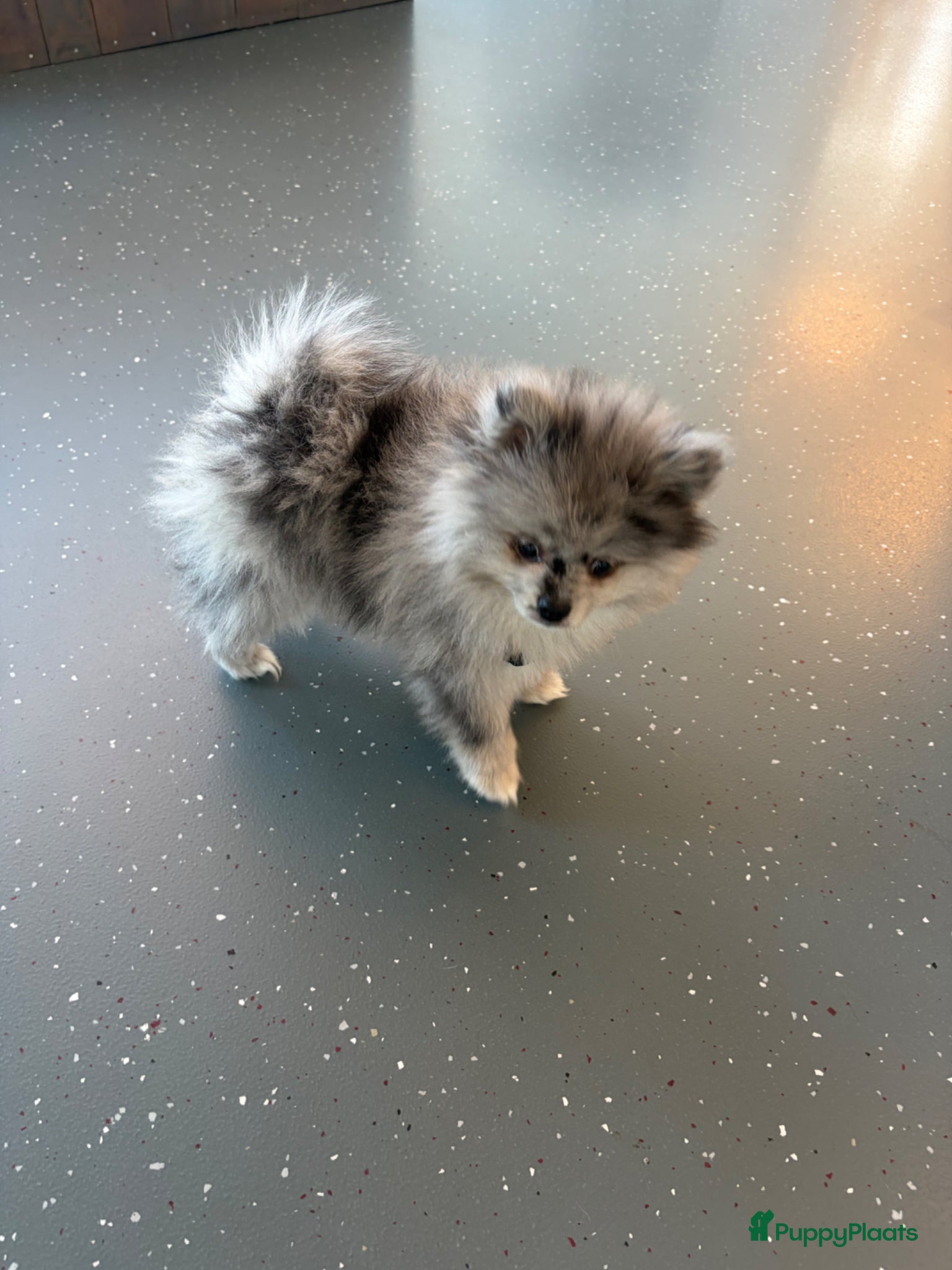 Pomeriaan honden Raszuivere pomarinan/Pomeriaan reutje Merle  - Advertentie 1