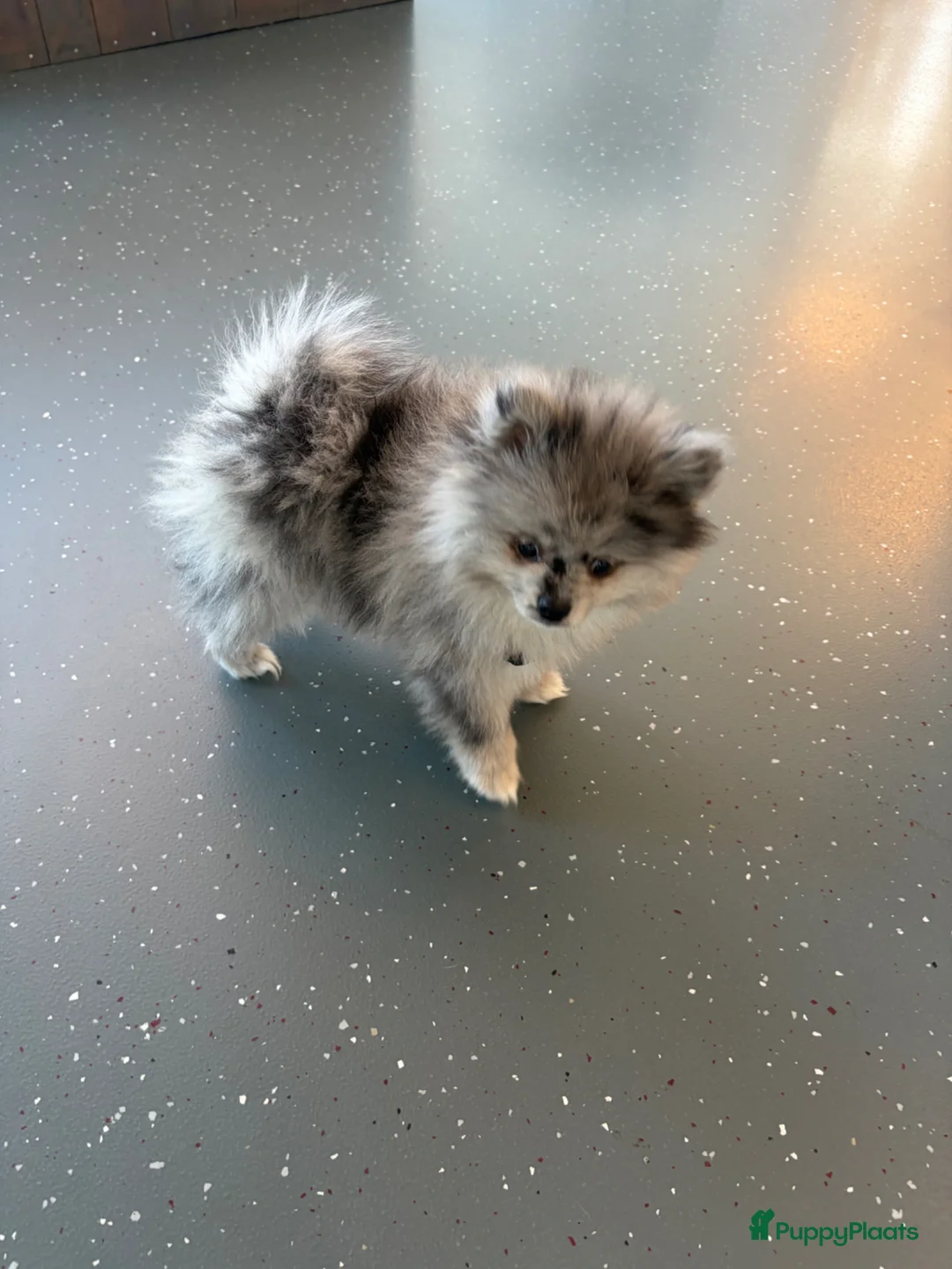 Pomeriaan honden te koop: Raszuivere pomarinan/Pomeriaan reutje Merle  in Rijssen - Advertentie 1