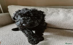 Poedel honden te koop: koningspoedel pups - Afbeelding 3