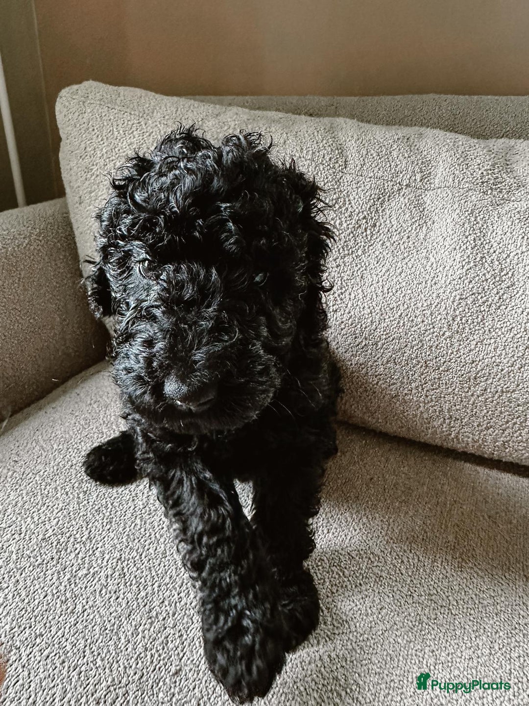 Poedel honden te koop: koningspoedel pups - Afbeelding 3
