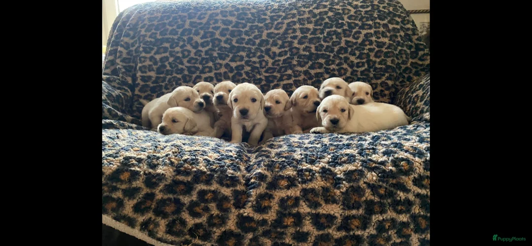 Galerij afbeelding {{count}}