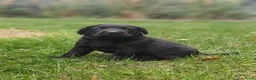 Labrador Retriever honden te koop: Labrador Retriever pups  - Advertentie 1