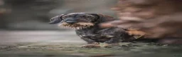 Ruwhaar Teckel honden te koop: Prachtige standaard ruwhaar pups - Advertentie 5