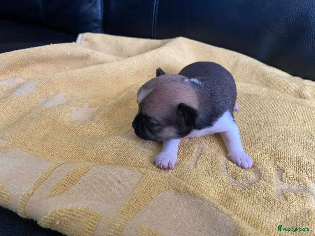 Chihuahua honden te koop: Knappe chihuahua pups - Advertentie 5