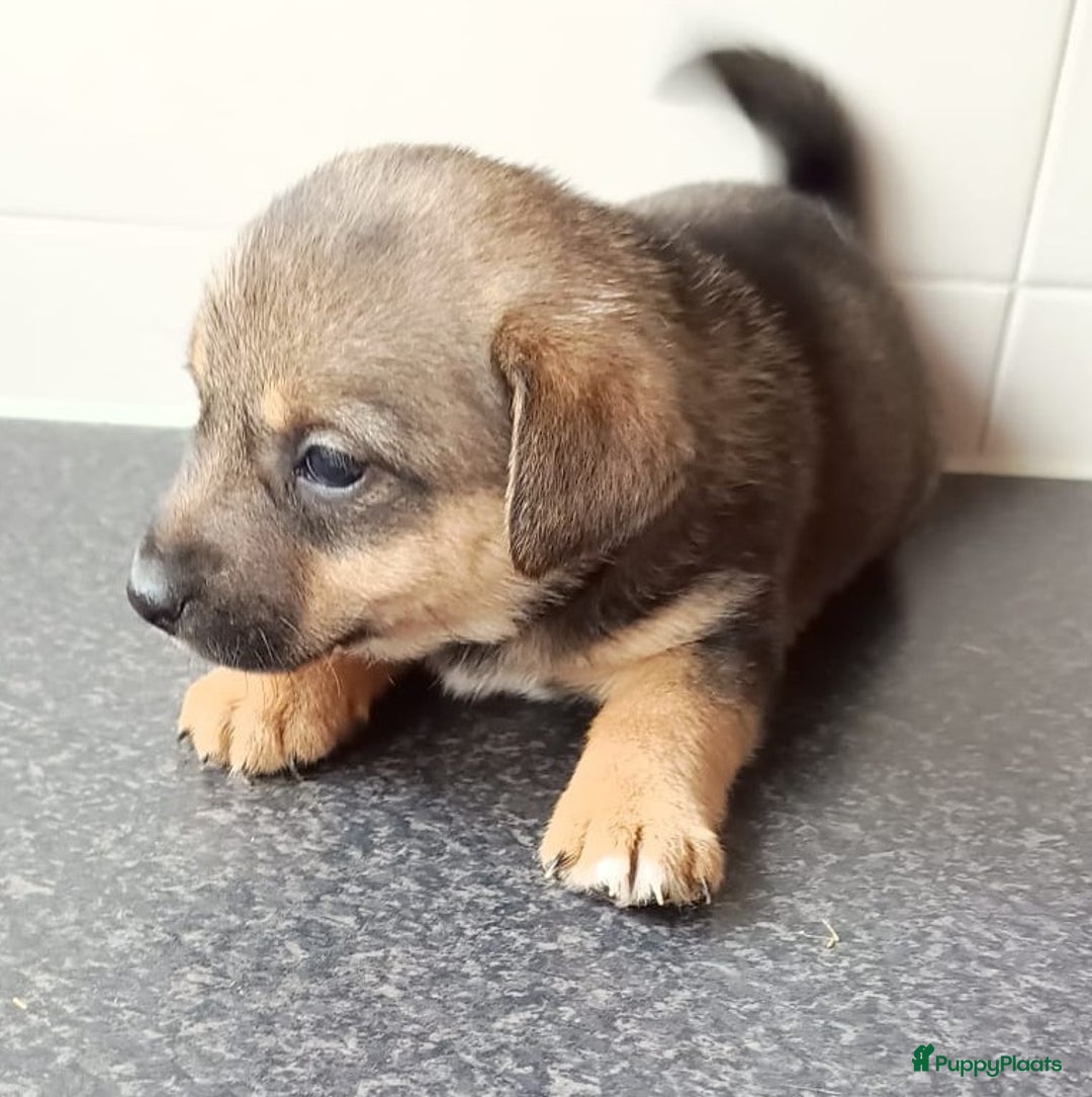 Jack Russel Terriër honden te koop: Pups: Jack Russel X Keeshond - Afbeelding 11