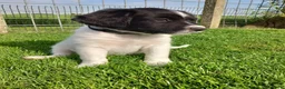 Friese Stabij honden te koop: Lieve en Sociale Friese Stabij pups - Advertentie 5