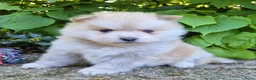 Kruising honden te koop: Pomsky x shiba inu (1/4) pups - Advertentie 2