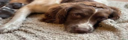 Engelse Springer Spaniel honden te koop: Engelse Springer Spaniël pups - Advertentie 12