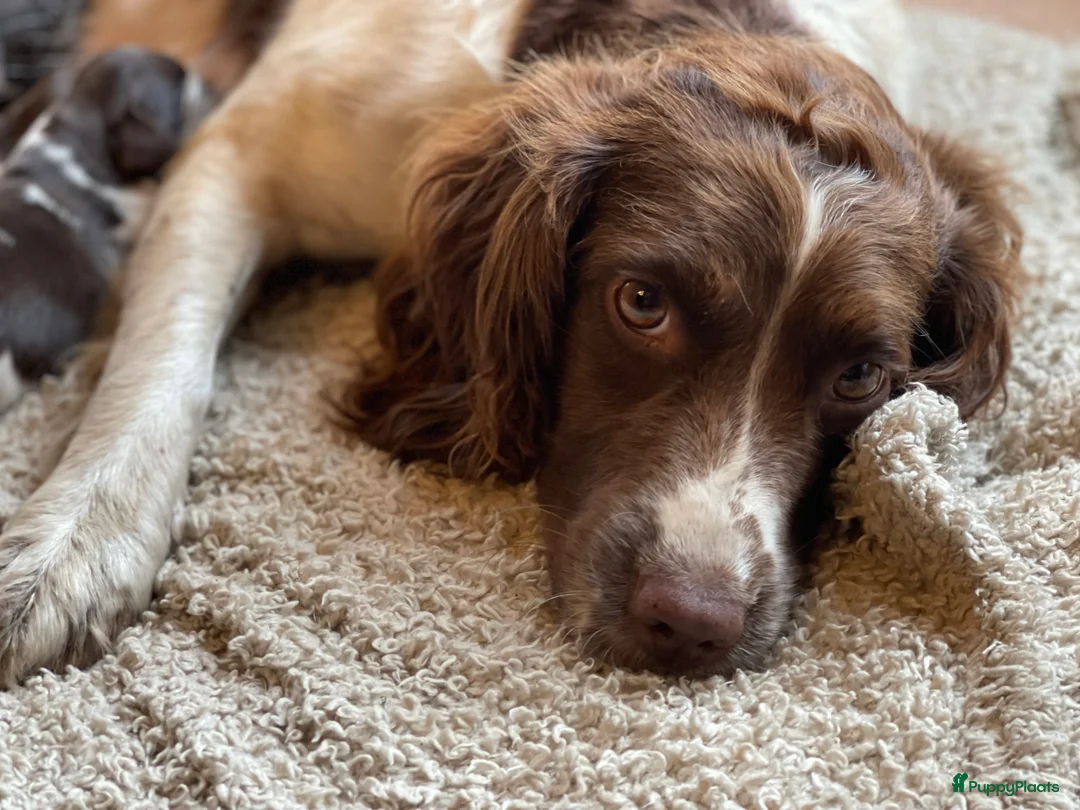 Engelse Springer Spaniel honden te koop: Engelse Springer Spaniël pups - Advertentie 12