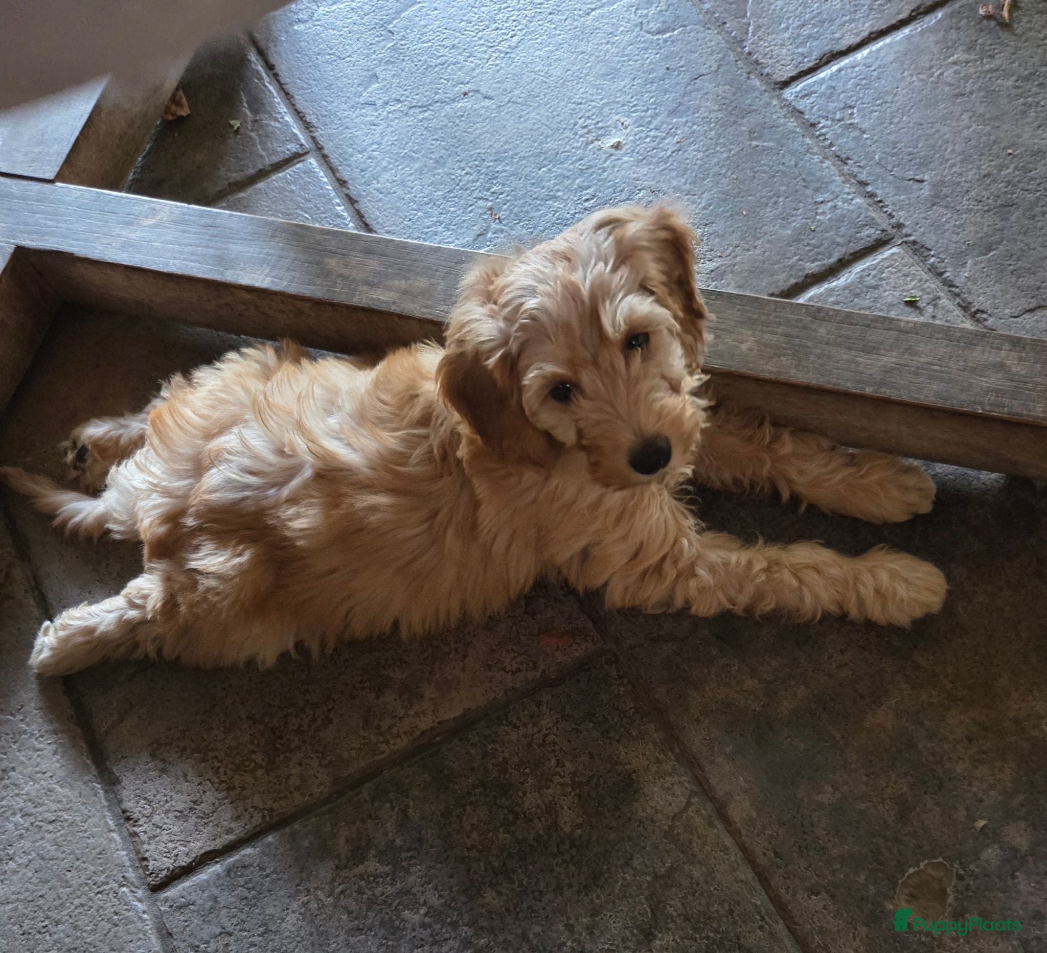 Labradoodle honden Labradoodle mini pup F3 reutje blond/abrikoos - Advertentie 3