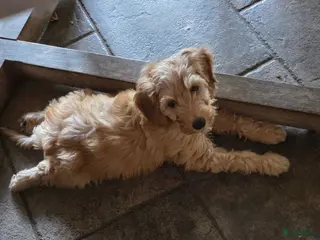 Labradoodle honden Labradoodle mini pup F3 reutje blond/abrikoos - Advertentie 3