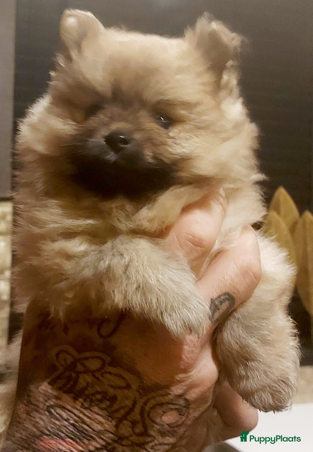 Pomeriaan honden te koop: Pomriaan puppy s - Advertentie 4