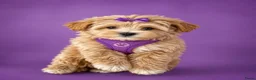 Maltipoo honden te koop: Prachtige maltipoo pups  - Advertentie 1