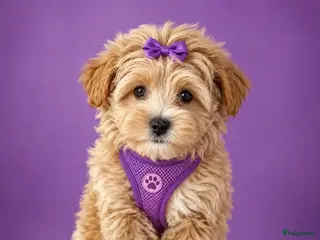 Maltipoo honden Prachtige maltipoo pups - Advertentie 2