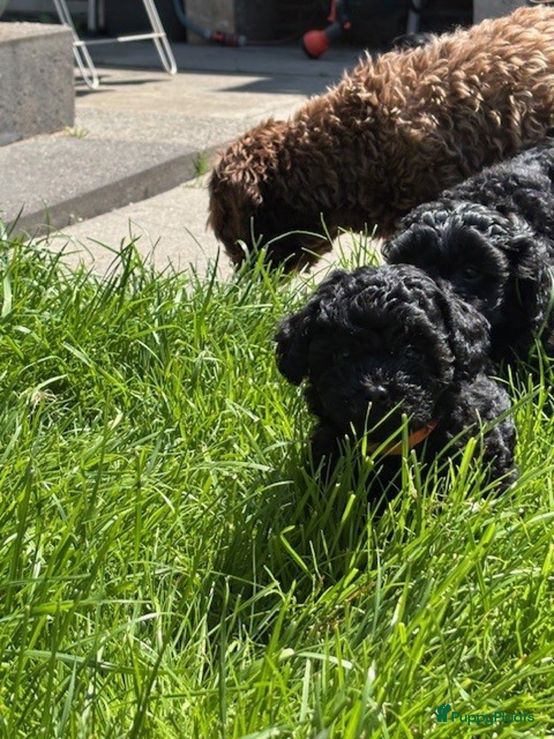 Shihpoo honden te koop: Shihpoo pups - Afbeelding 4
