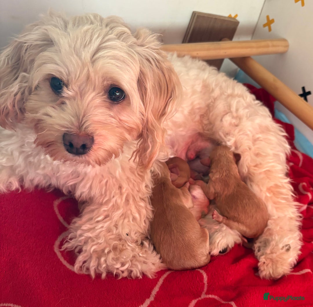 Maltipoo honden te koop: Maltipoo reu  - Advertentie 1