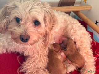 Maltipoo honden Maltipoo reu - Advertentie 4